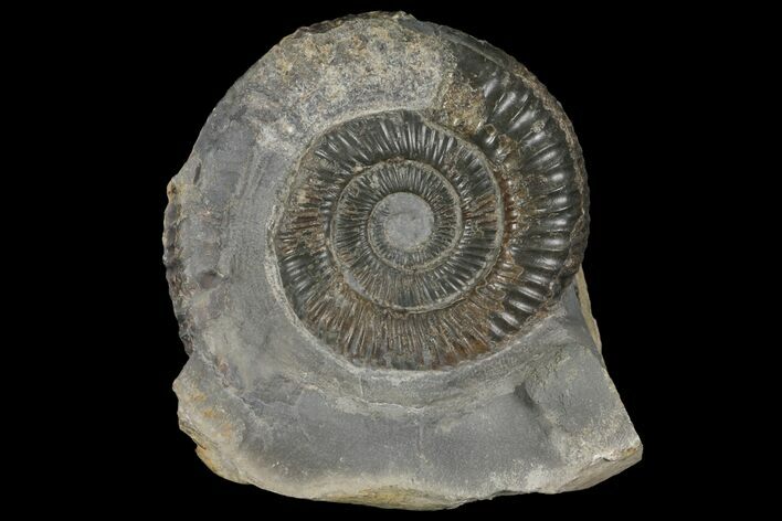 Dactylioceras Ammonite Fossil - England #100452
